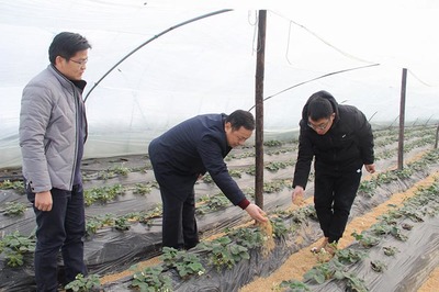 縣農(nóng)業(yè)局成立專項(xiàng)工作專班 積極應(yīng)對雨雪冰凍低溫災(zāi)害 全力保障農(nóng)業(yè)種植技術(shù)開發(fā)