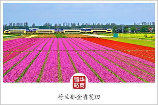 與時間賽跑的云南花農(nóng) 農(nóng)業(yè)技術(shù)革新下的種植革命