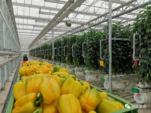2020年第25周中農(nóng)富通要聞 聚焦農(nóng)業(yè)種植技術(shù)開發(fā)，引領(lǐng)智慧農(nóng)業(yè)新篇章